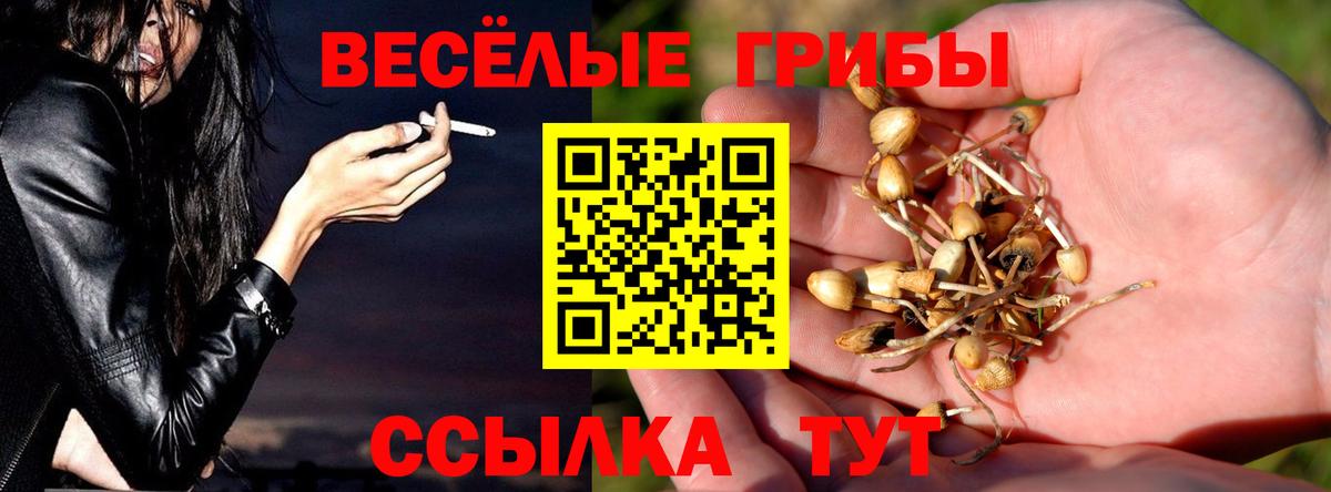 Галлюциногенные грибы Psilocybe  закладка  Солнечногорск 